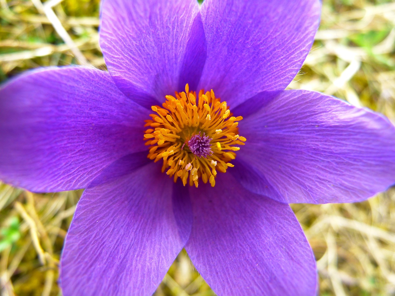 Pulsatilla flower